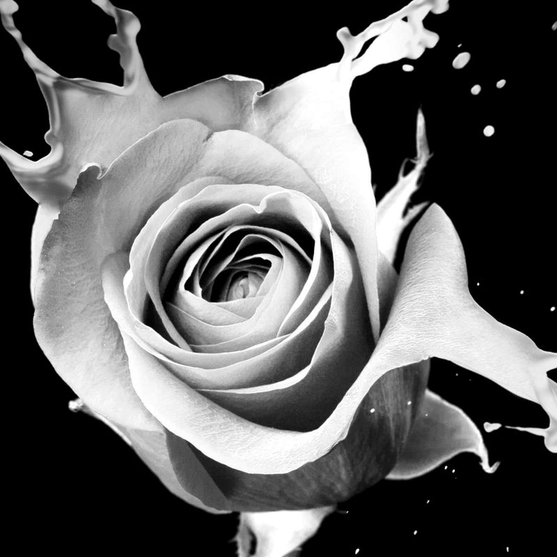 Rose Splash Wall Art