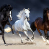 Wild Colorful Horses Wall Art