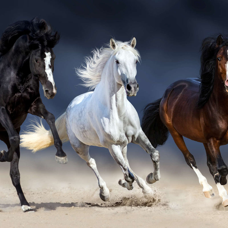 Wild Colorful Horses Wall Art