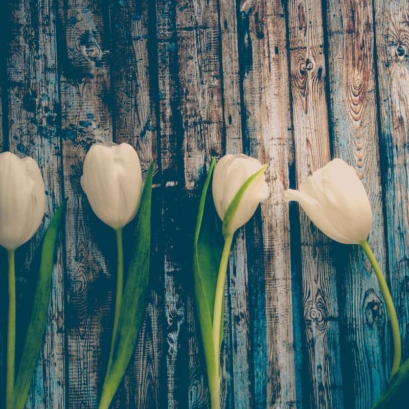Pristine White Tulips Wall Art