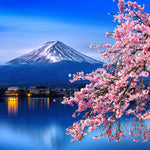 Sakura In Spring Wall Art