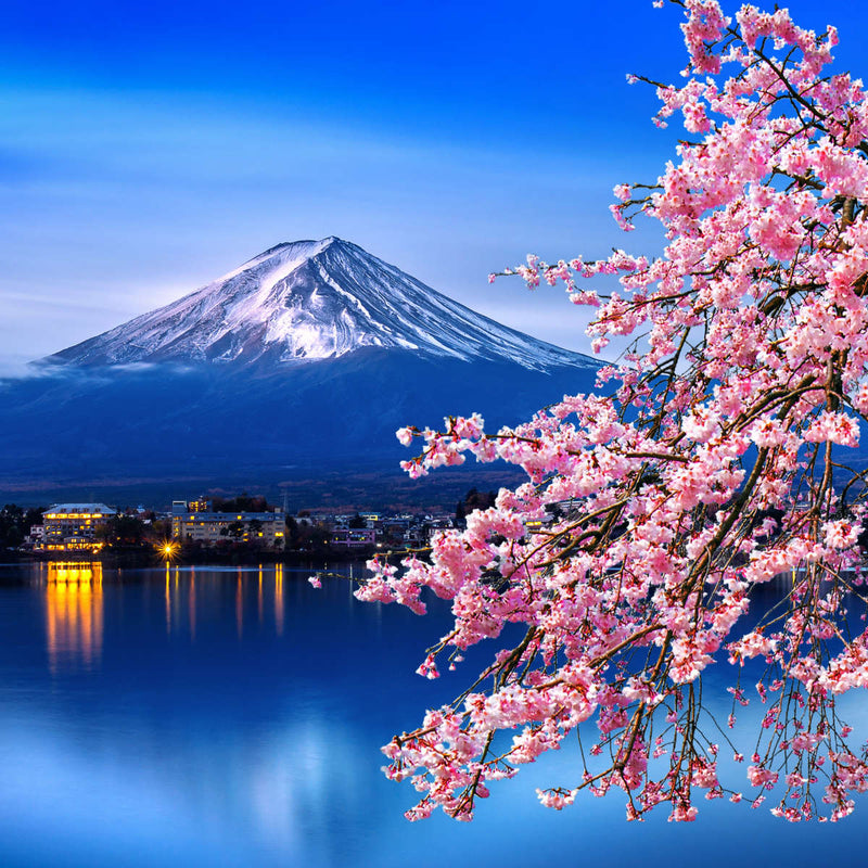 Sakura In Spring Wall Art