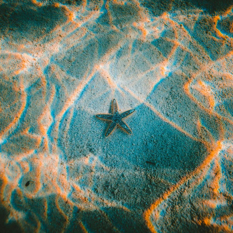 Sandy Underwater Starfish Wall Art