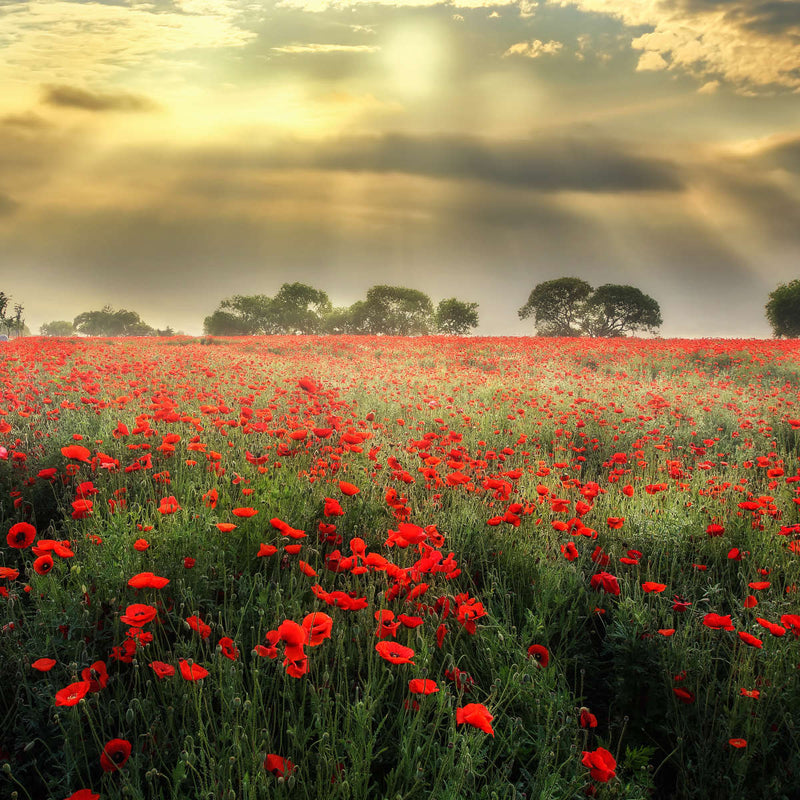 Scandinavian Poppy Field Wall Art