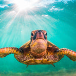 Maui Green Turtle Wall Art