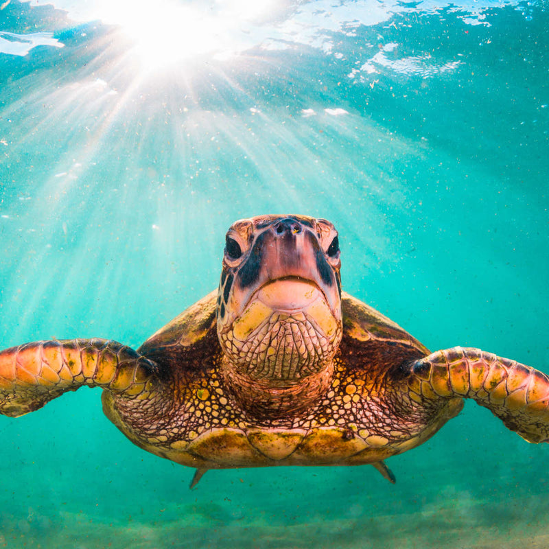 Maui Green Turtle Wall Art