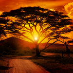 Serengeti Park Sunset Silhouette Wall Art
