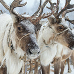 Snow Reindeer Wall Art