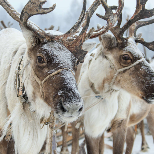 Snow Reindeer Wall Art