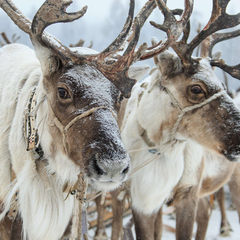 Snow Reindeer Wall Art