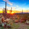 Sonoran Desert Sunset Landscape Wall Art