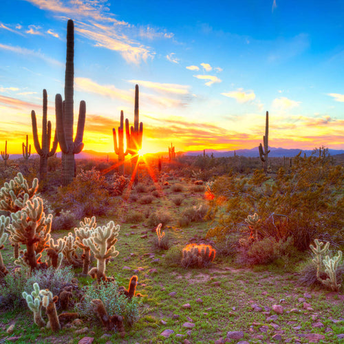 Sonoran Desert Sunset Landscape Wall Art