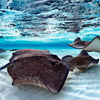 Stingrays Sea Life Wall Art