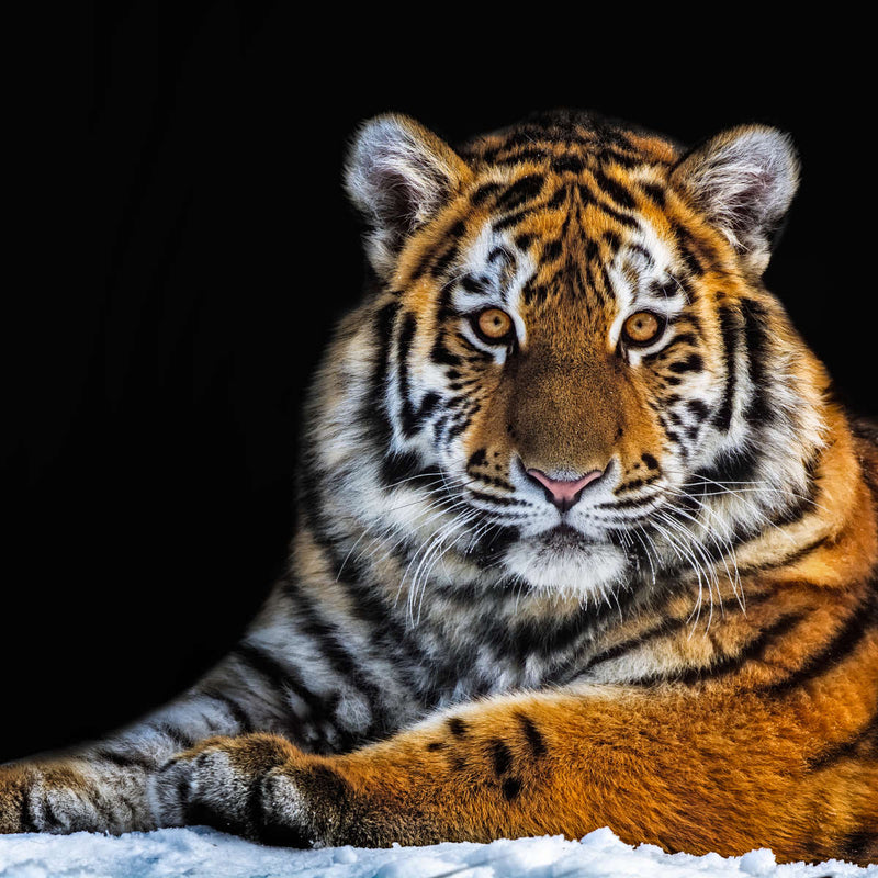 Tiger Snapshot Wall Art