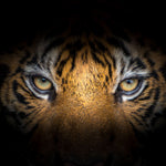 Tiger Gaze Wall Art