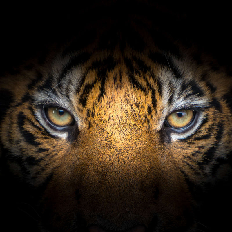 Tiger Gaze Wall Art