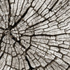 Tree Stump Wall Art
