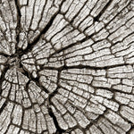 Tree Stump Wall Art