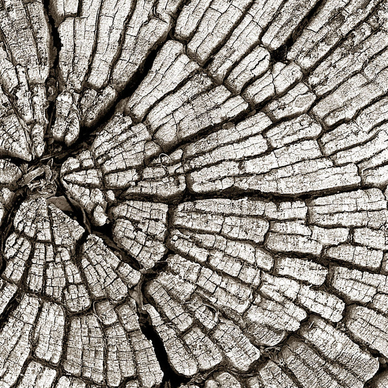Tree Stump Wall Art