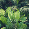 Tropical Jungle Wall Art