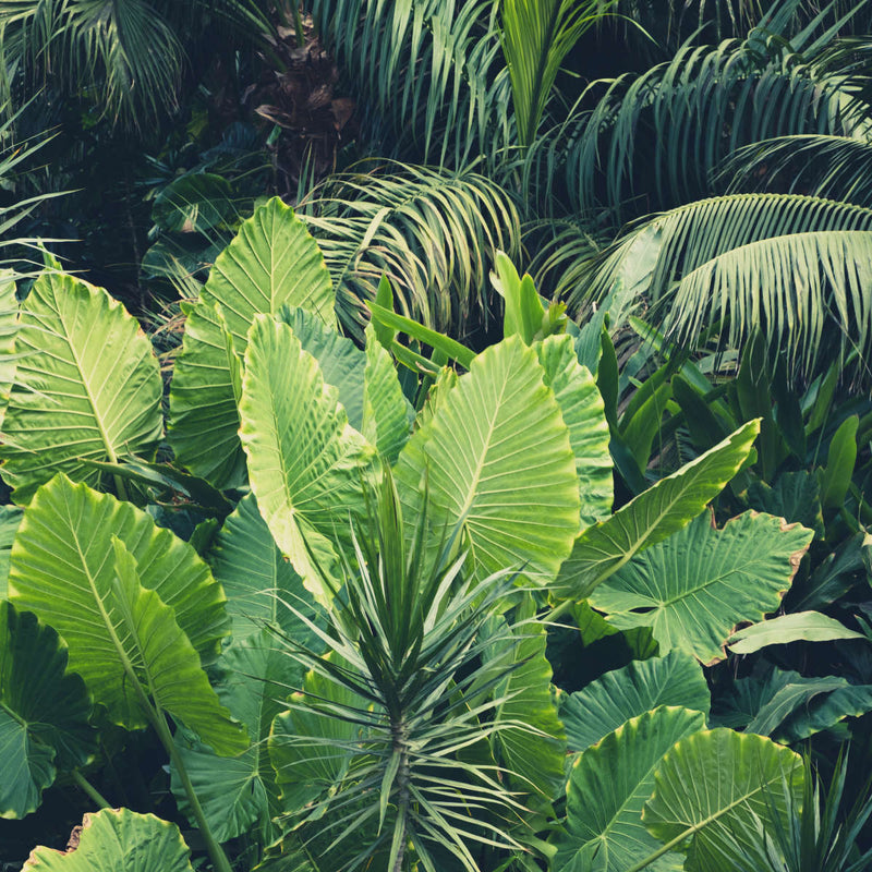 Tropical Jungle Wall Art
