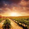 Vineyards Wall Art