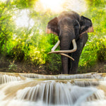 Waterfall Elephant Wall Art
