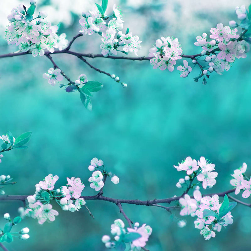 White Cherry Blossoms In Japan Wall Art
