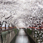 Sakura Passage Wall Art