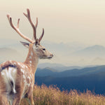Mountain Sika Deer Wall Art