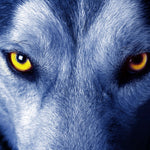 Mystic Wolf Eyes Wall Art