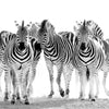 Zebras On The Move Wall Art