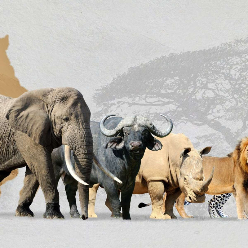 Iconic Safari Animals Wall Art