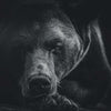 Monochrome Brown Bear Wall Art