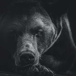 Monochrome Brown Bear Wall Art