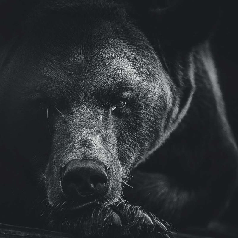 Monochrome Brown Bear Wall Art