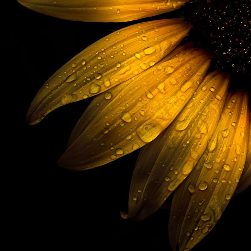 Sunflower Water Wall Art