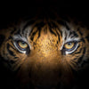 Tiger Gaze Wall Art