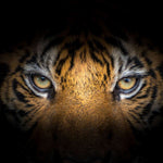 Tiger Gaze Wall Art