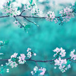 White Cherry Blossoms In Japan Wall Art