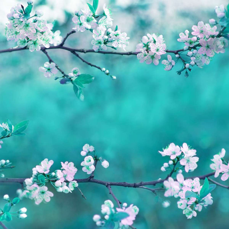 White Cherry Blossoms In Japan Wall Art
