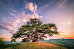 Majestic Cedar Of Lebanon Wall Art