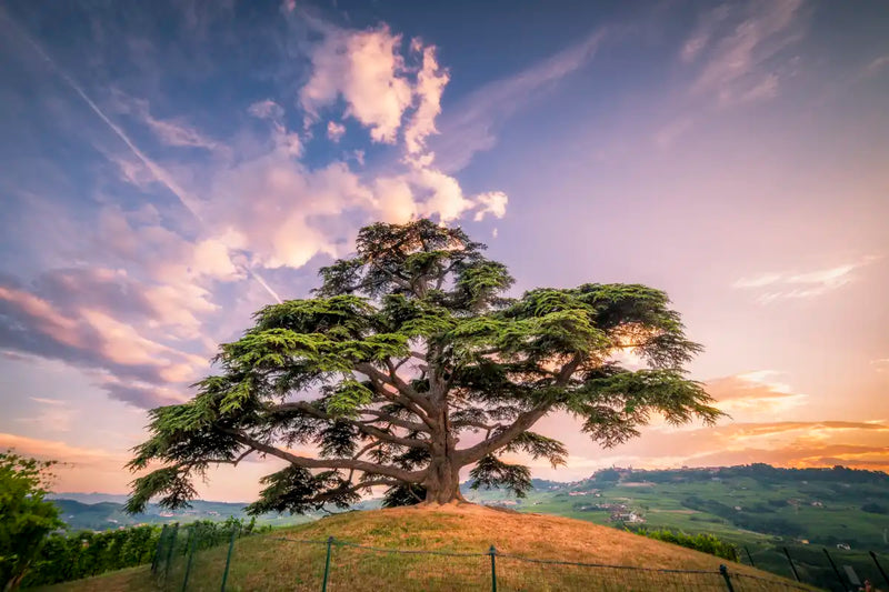 Majestic Cedar Of Lebanon Wall Art