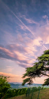 Majestic Cedar Of Lebanon Wall Art