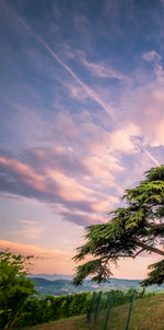 Majestic Cedar Of Lebanon Wall Art