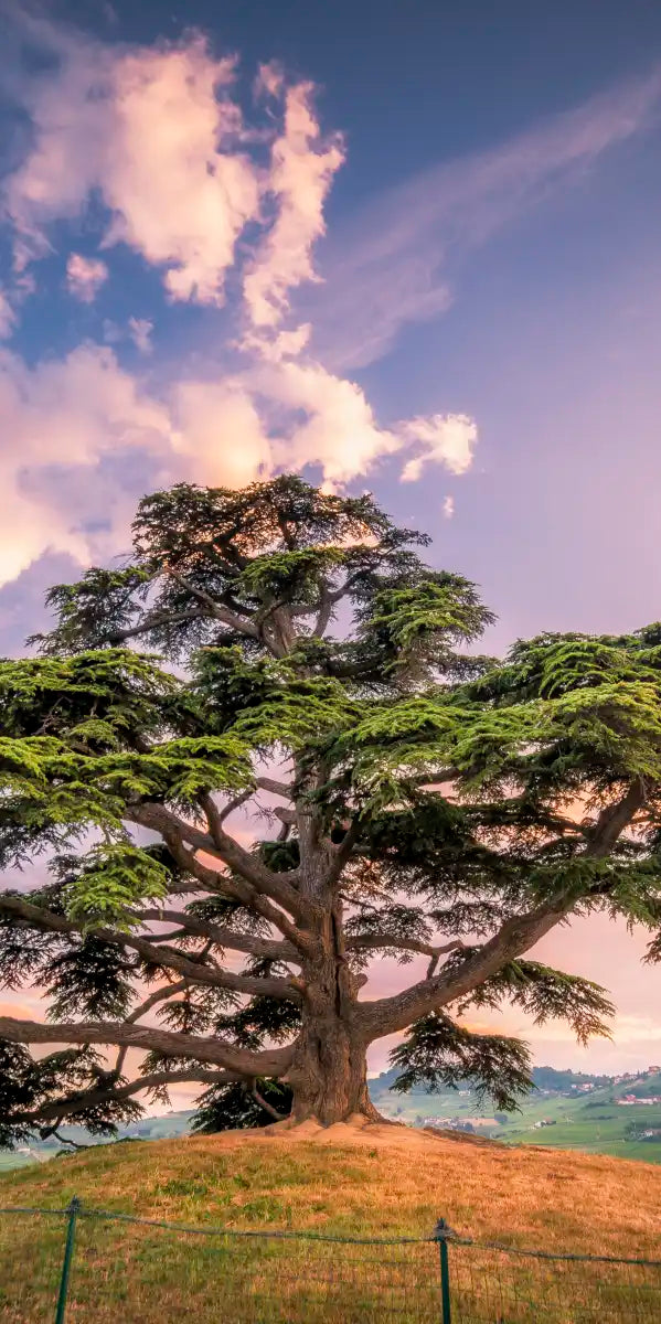 Majestic Cedar Of Lebanon Wall Art