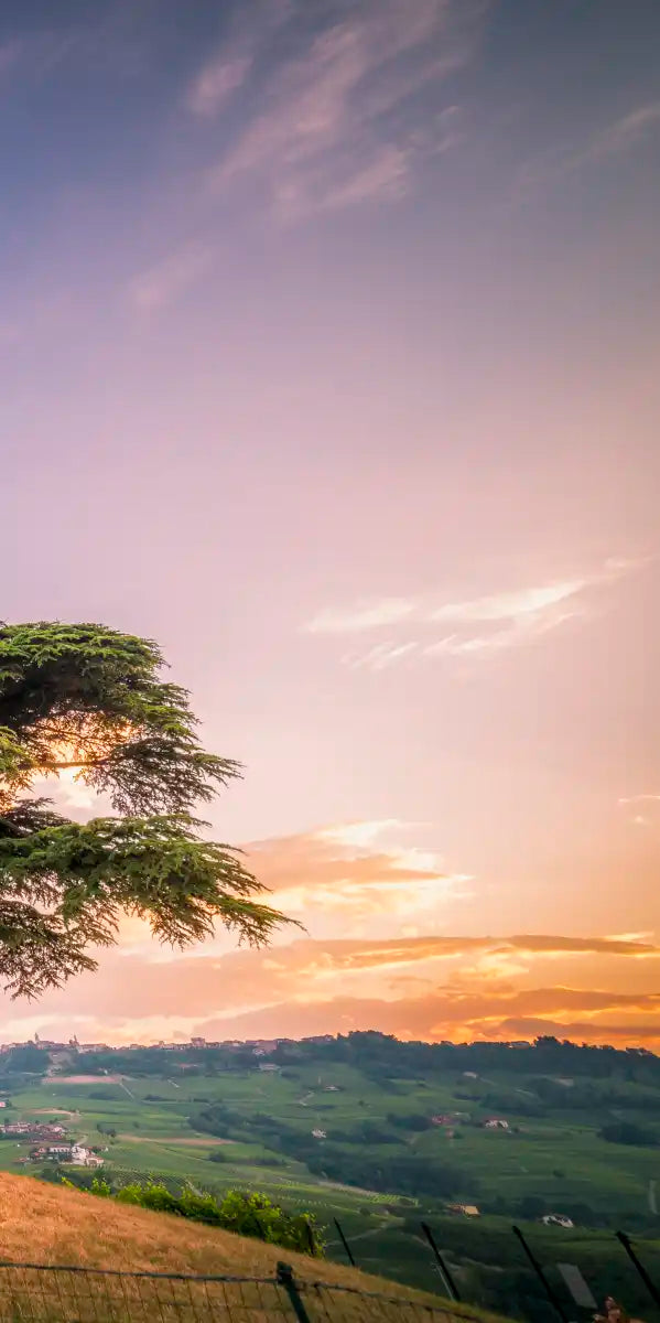 Majestic Cedar Of Lebanon Wall Art