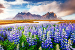 Majestic Lupines Wall Art