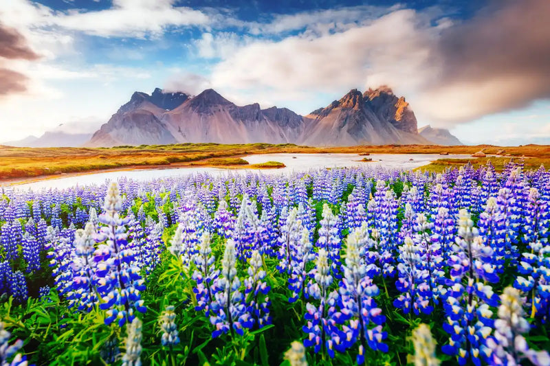 Majestic Lupines Wall Art