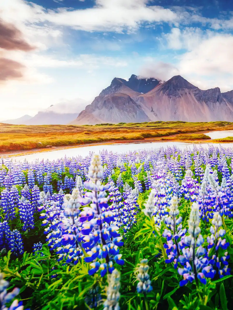 Majestic Lupines Wall Art